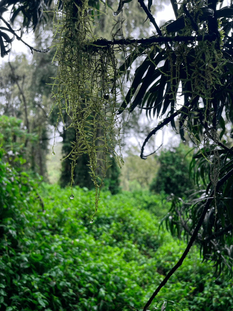 килиманджаро по маршруту Лемошо, зелень