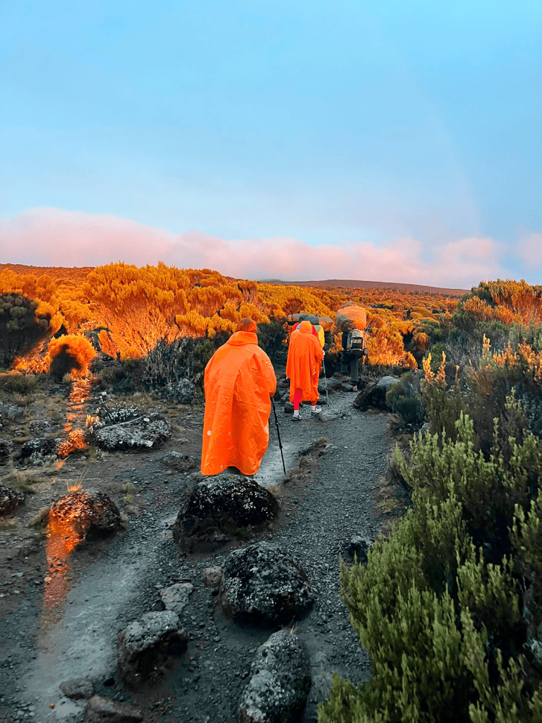 килиманджаро по маршруту Лемошо
