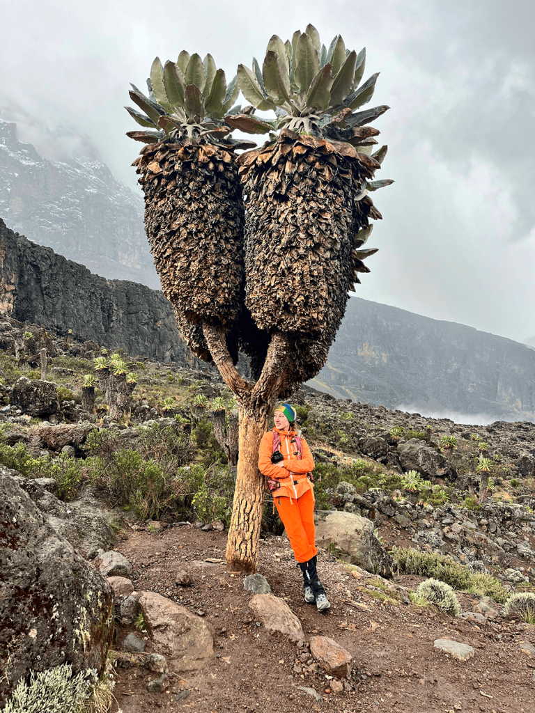 крестовник килиманджарский, лемошо