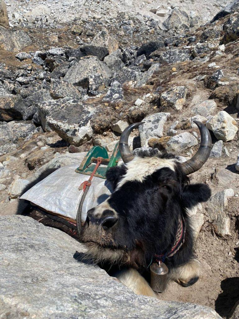 як, базовый лагерь Эвереста, март 2026