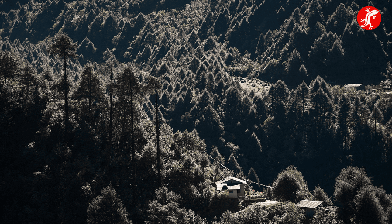 лес в районе Луклы