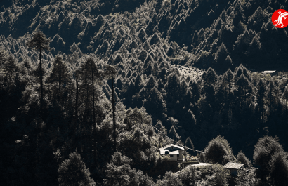 лес в районе Луклы