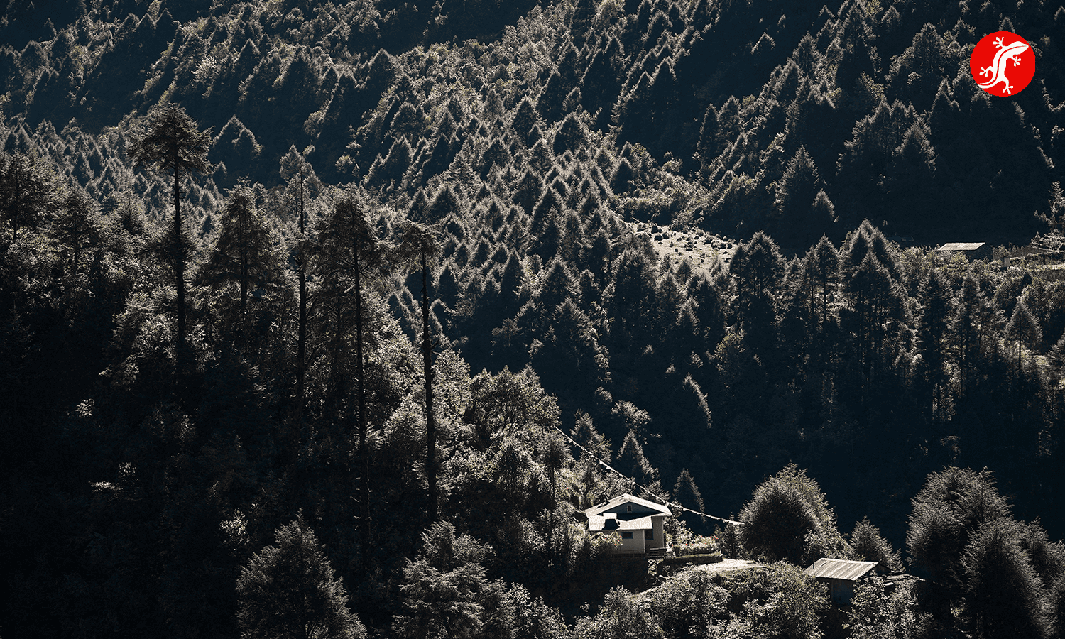 лес в районе Луклы