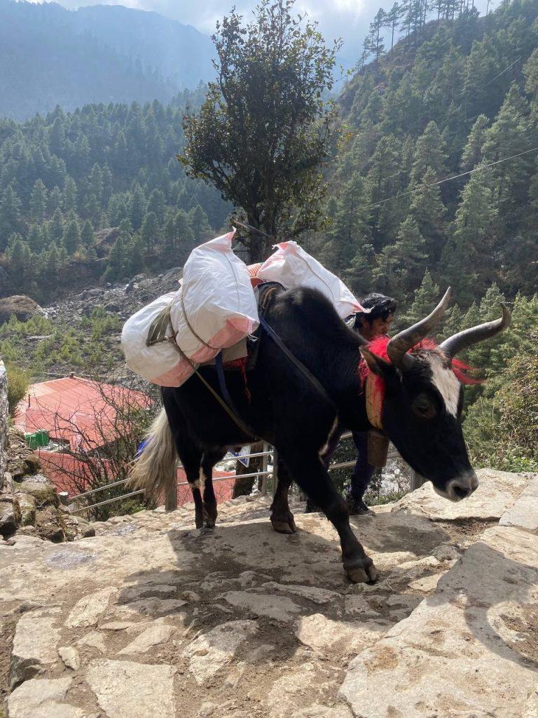 по пути в Луклу, весна 2026, к базовому лагерю Эвереста