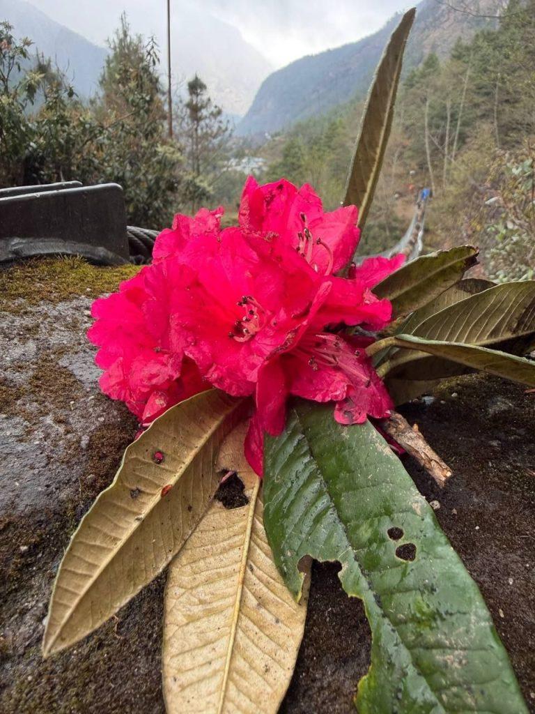 рододендрон в лукле