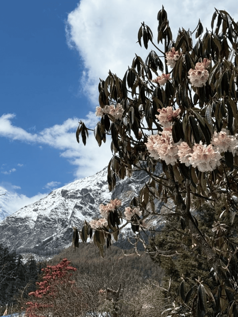 окрестности деревни Лхо