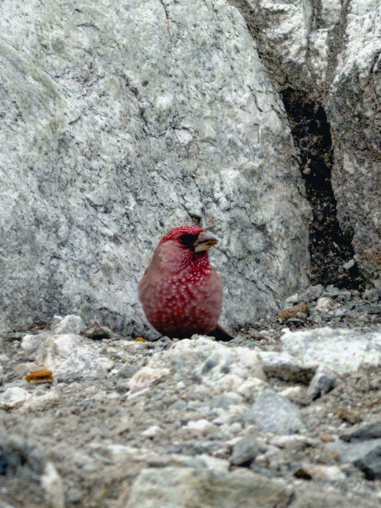 базовый лагерь эвереста апрель 2026 (1)