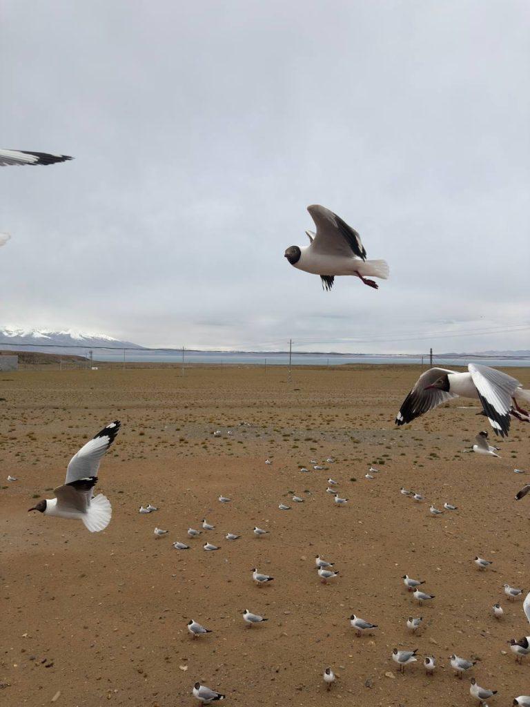 озёра Манасаровар и Ракшас Тал