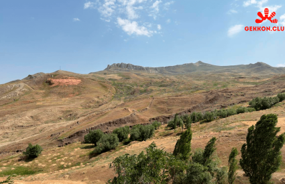 арарат, культурная программа